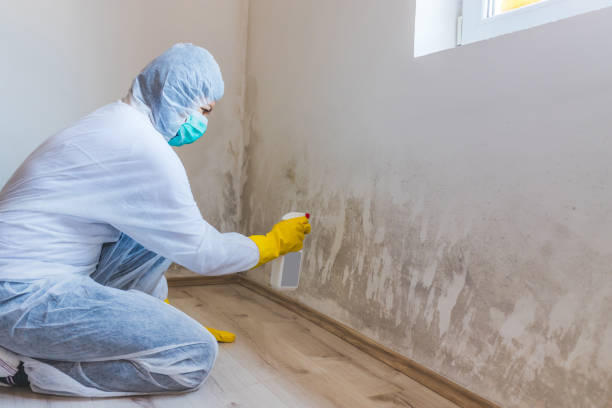 Licensed Basement Mold Remediation service in Maynard, MA - WQB Mold Removal