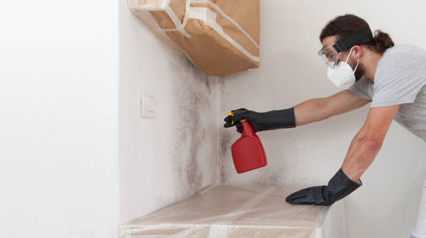 Professional Basement Mold Remediation technician working in Maynard, MA
