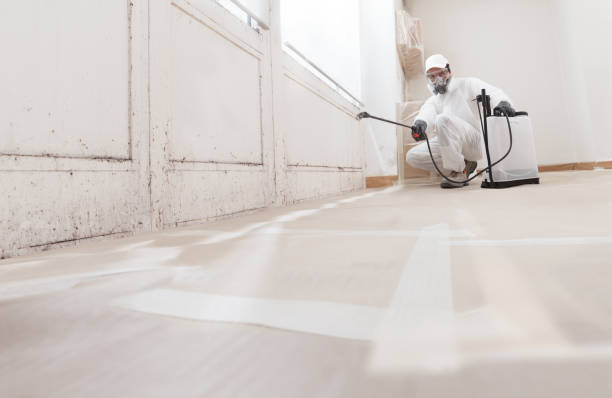 24/7 Emergency Basement Mold Remediation experts in Maynard, MA