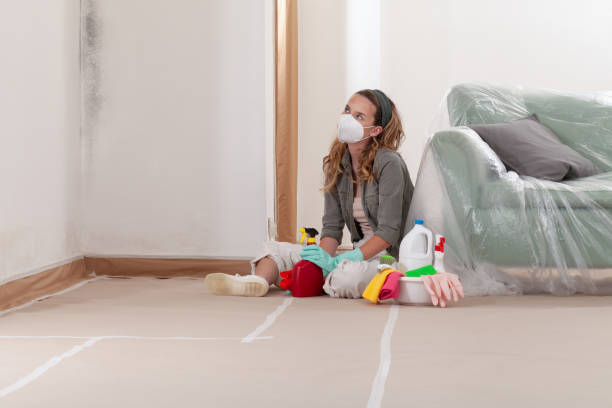 Reliable Basement Mold Remediation contractor in Maynard, MA by WQB Mold Removal